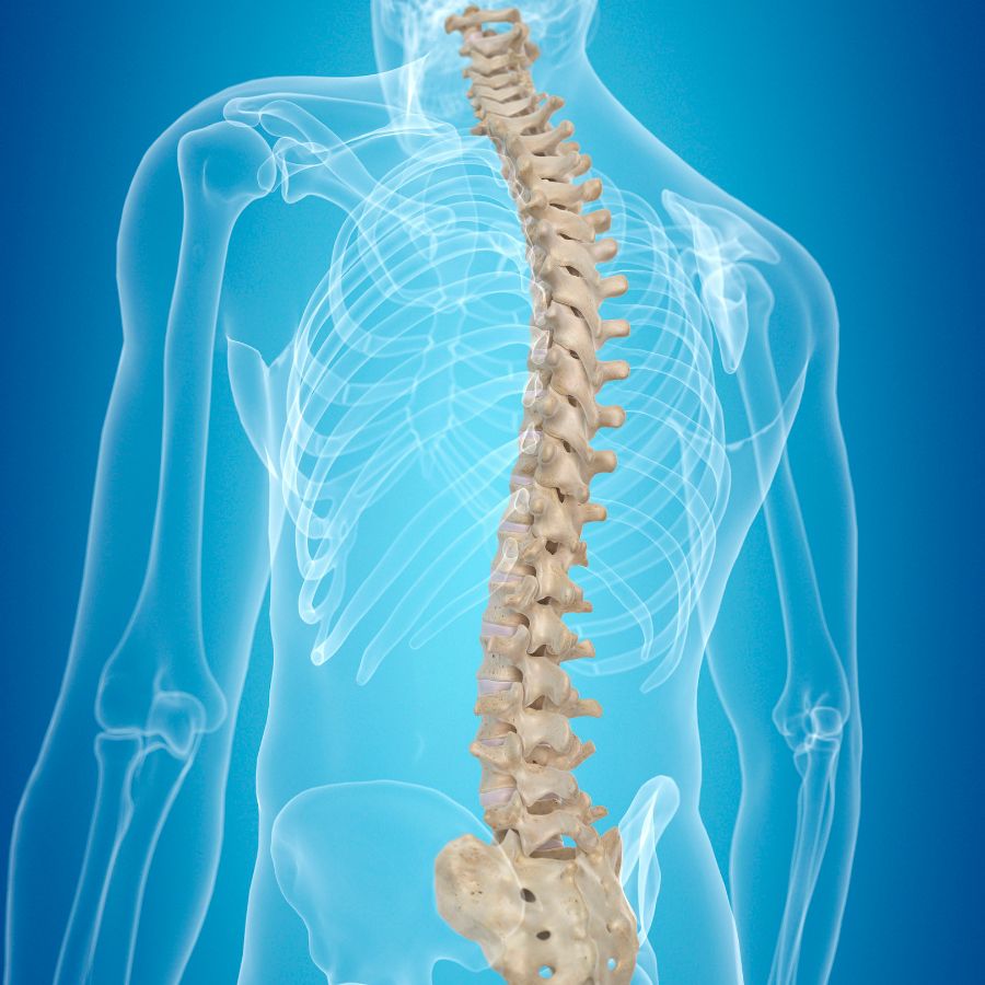 Diving into the details of our chiropractic services at Coastline Chiropractic, we’ll uncover the range of therapies we offer, all designed to address the root cause of your pain and discomfort, leading you down a path of long-lasting health benefits.